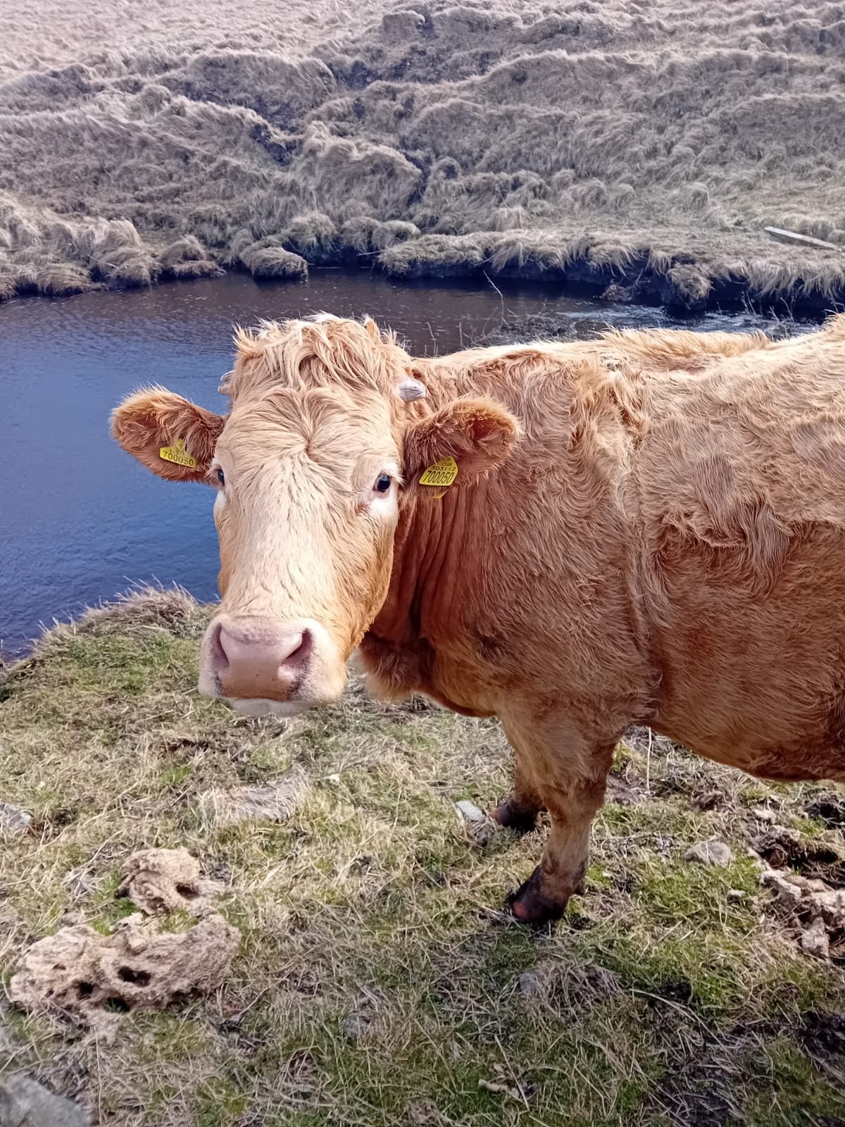 Highland cow on the moorland by a lochan